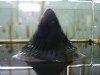 Un "ferrofluid" adopta formes curioses al canviar el camp magnètic