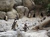 Ampliar la fotografia