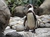 Ampliar la fotografia