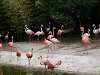 Ampliar la fotografia