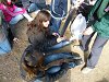 Ampliar la fotografia