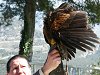 Ampliar la fotografia